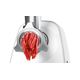Tocator de carne Bosch MFW2515W